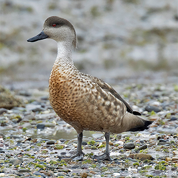 Crested Duck