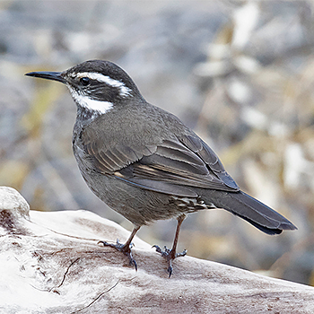 Dark-bellied Cinclodes