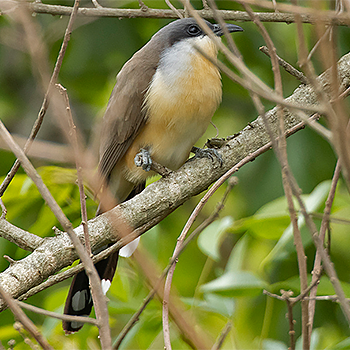 Dark-billed Cuckoo