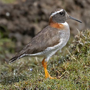 Diademed Sandpiper-plover