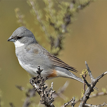 Diuca Finch