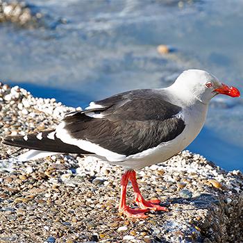 Dolphin Gull
