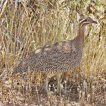 Elegant Crested-tinamou