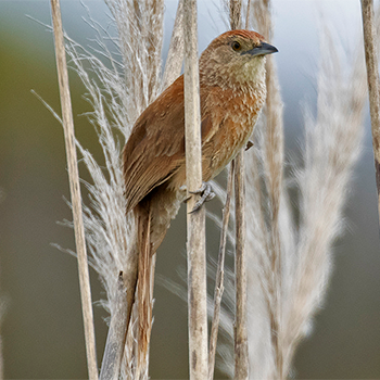 Freckle-breasted Thornbird