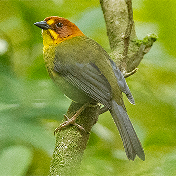 Fulvous-headed Brushfinch