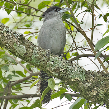 Giant Antshrike