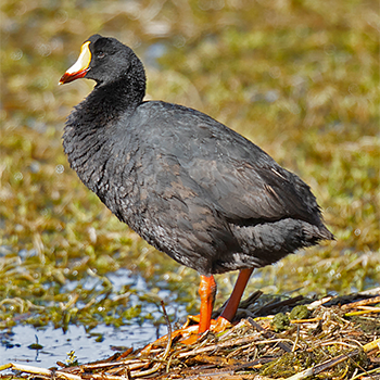 Giant Coot