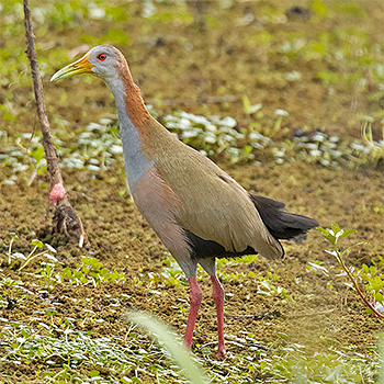 Giant Wood-rail