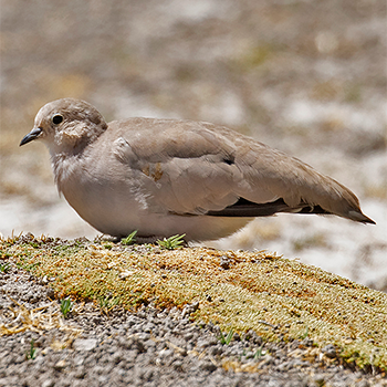Golden-spotted Ground Dove