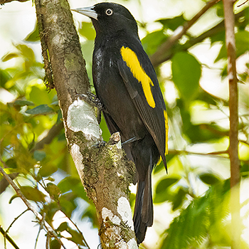 Golden-winged Cacique