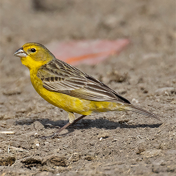Grassland Yellow-finch
