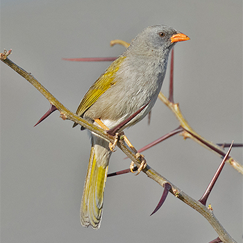 Great Pampa-finch