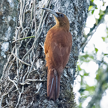 Great Rufous Woodcreeper