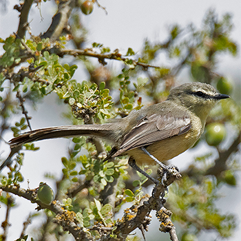Greater Wagtail-tyrant