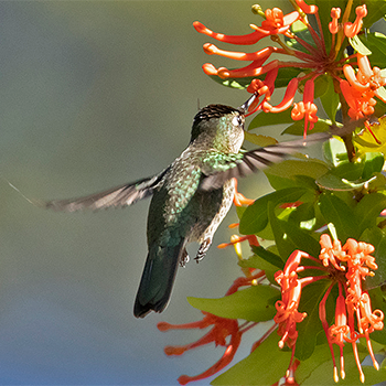 Green-backed Firecrown