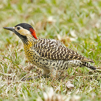 Green-barred (Golden-breasted) Woodpecker