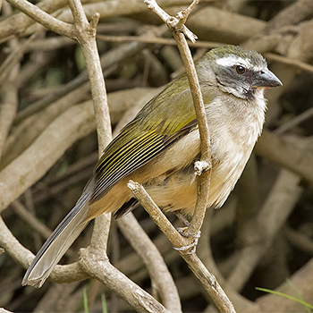 Green-winged Saltator