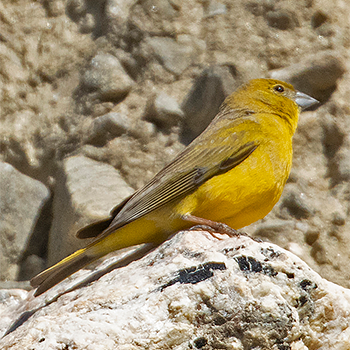 Greenish Yellow-finch