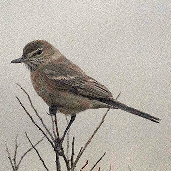 Grey-bellied Shrike-tyrant