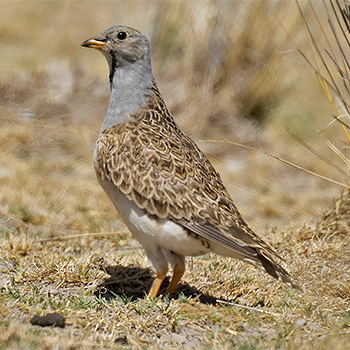 Grey-breasted Seedsnipe