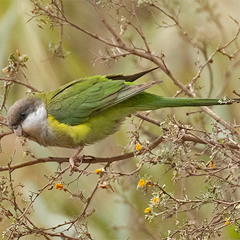 Grey-hooded Parakeet