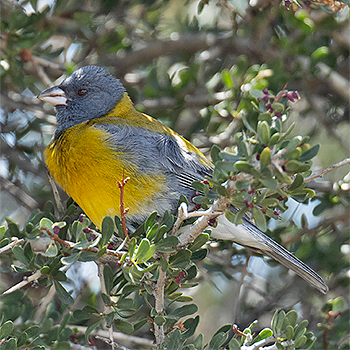 Grey-hooded Sierra Finch