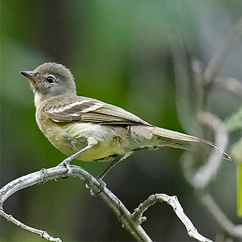 Highland Elaenia