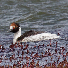 Hooded Grebe