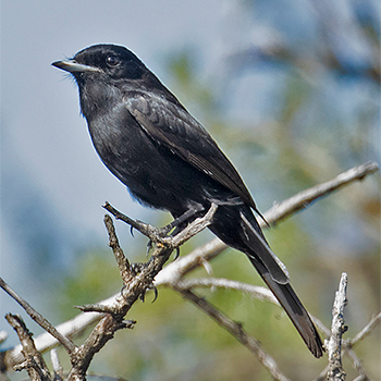 Hudson's Black-tyrant