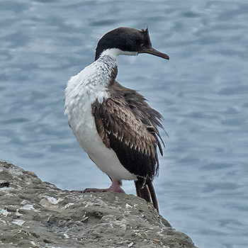 Imperial Cormorant