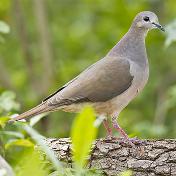 Large-tailed Dove