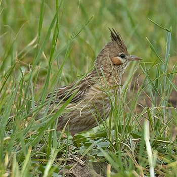 Lark-like Brushrunner