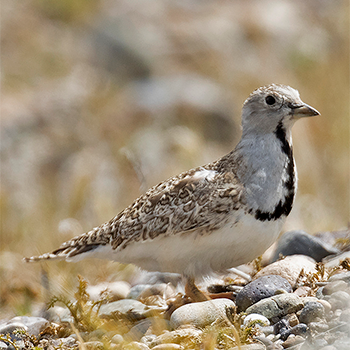 Least Seedsnipe
