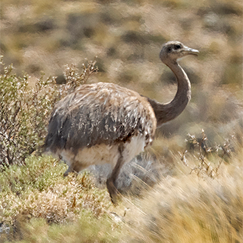 Lesser Rhea