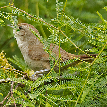 Little Thornbird