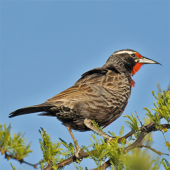 Long-tailed Meadowlark