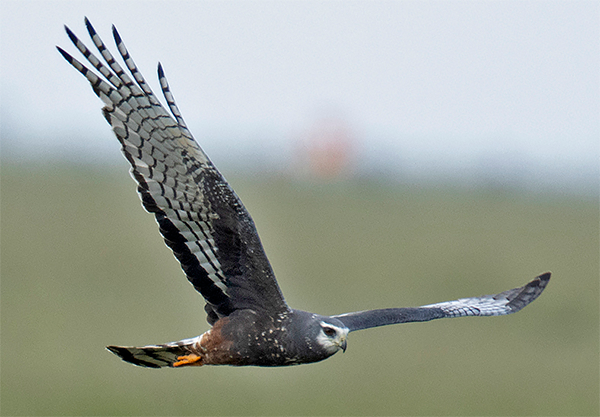 Long-winged Harrier