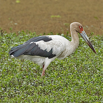 Maguari Stork