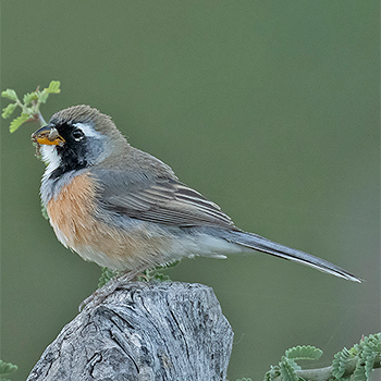 Many-coloured Chaco Finch