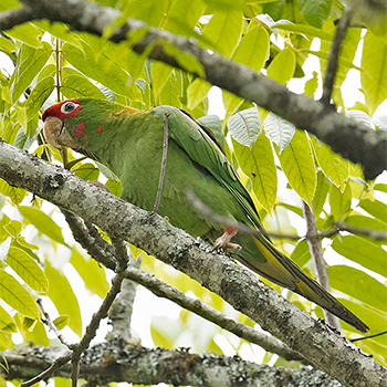 Mitred Parakeet