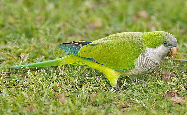 Monk Parakeet