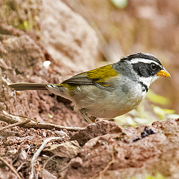 Moss-backed Sparrow