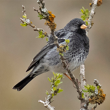 Mourning Sierra Finch