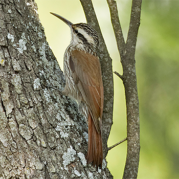 Narrow-billed Woodcreeper