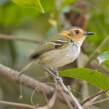 Ochre-faced Tody-flycatcher