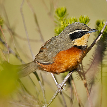 Olive-crowned Crescentchest