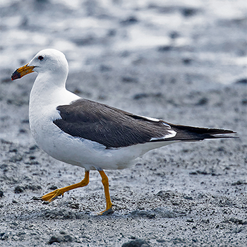 Olrog's Gull