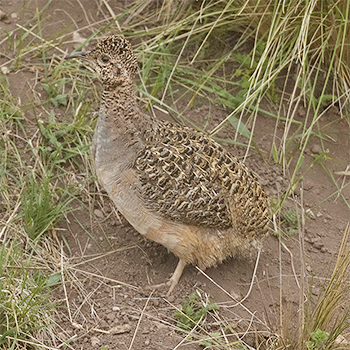 Ornate Tinamou