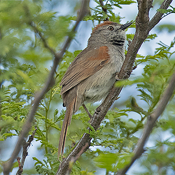 Pale-breasted (Austral) Spinetail