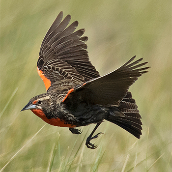 Pampas Meadowlark